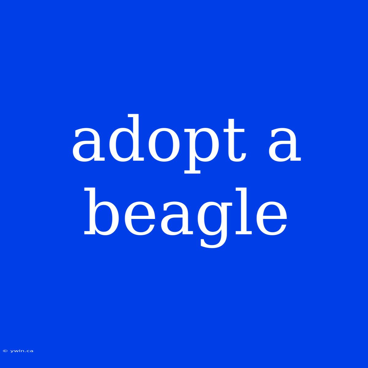 Adopt A Beagle