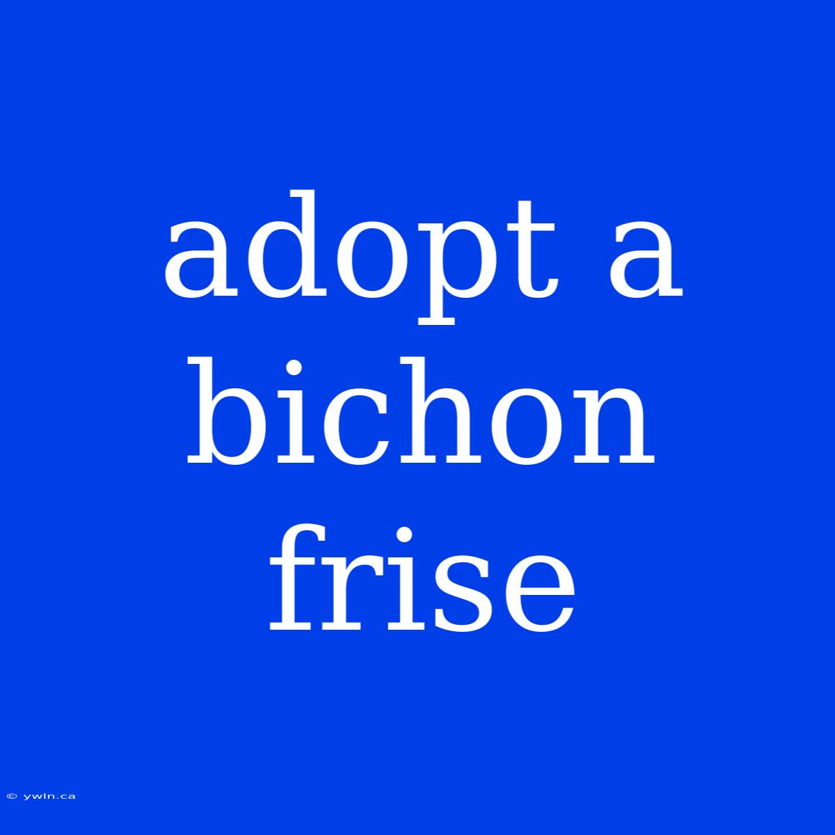 Adopt A Bichon Frise