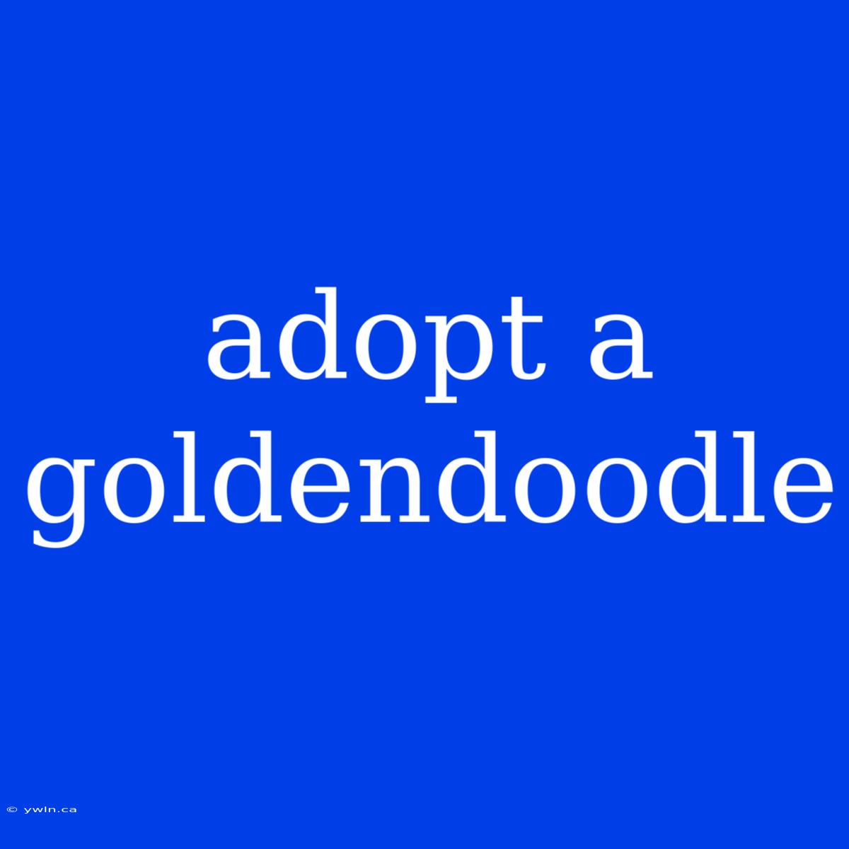 Adopt A Goldendoodle