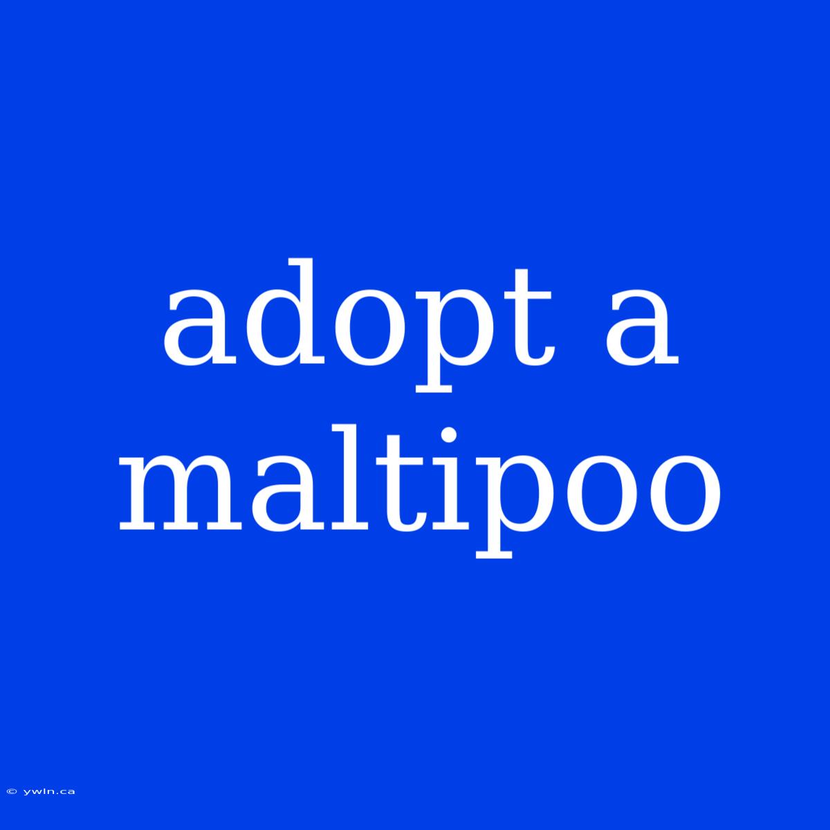 Adopt A Maltipoo