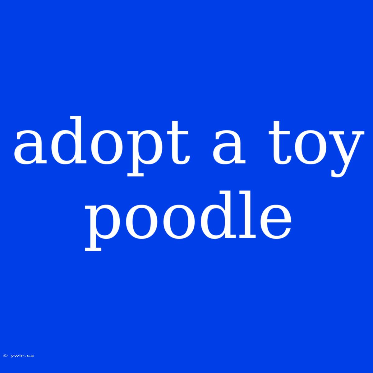 Adopt A Toy Poodle