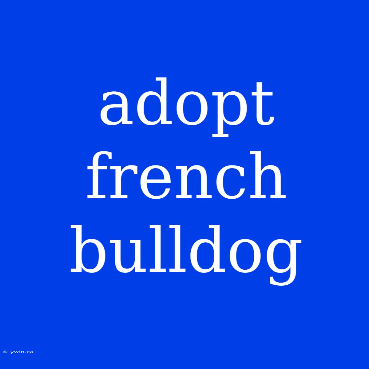 Adopt French Bulldog