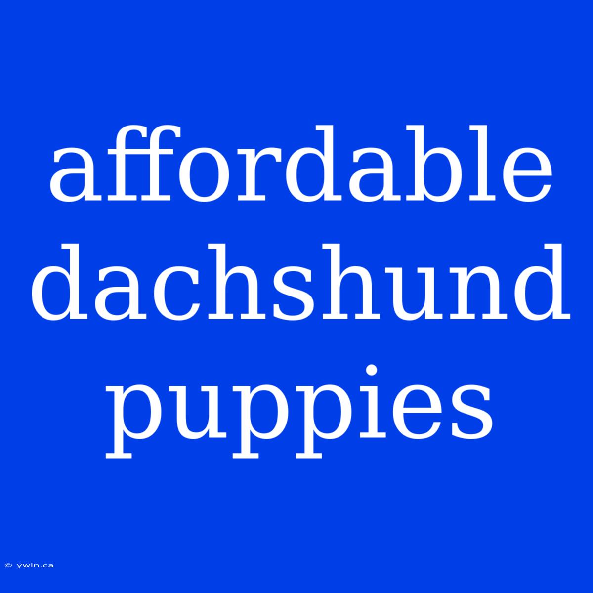 Affordable Dachshund Puppies