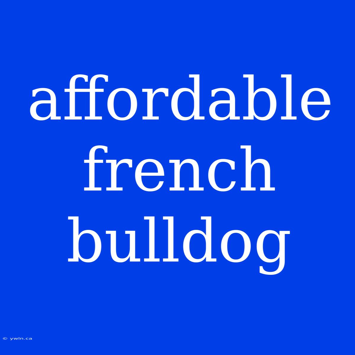 Affordable French Bulldog