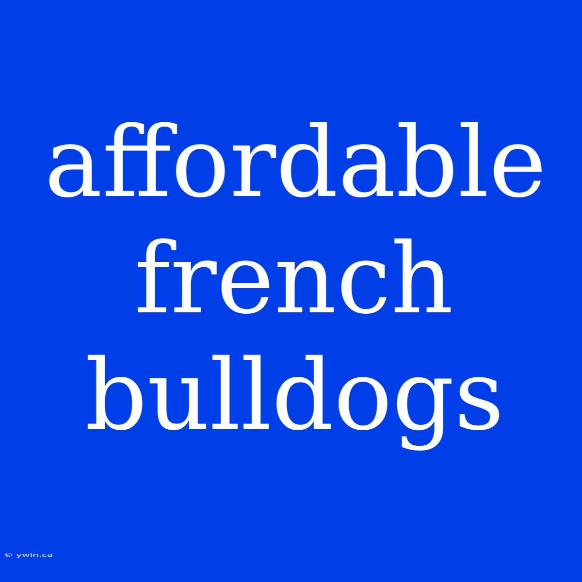 Affordable French Bulldogs