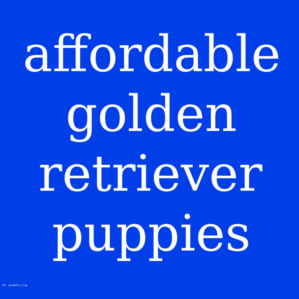 Affordable Golden Retriever Puppies