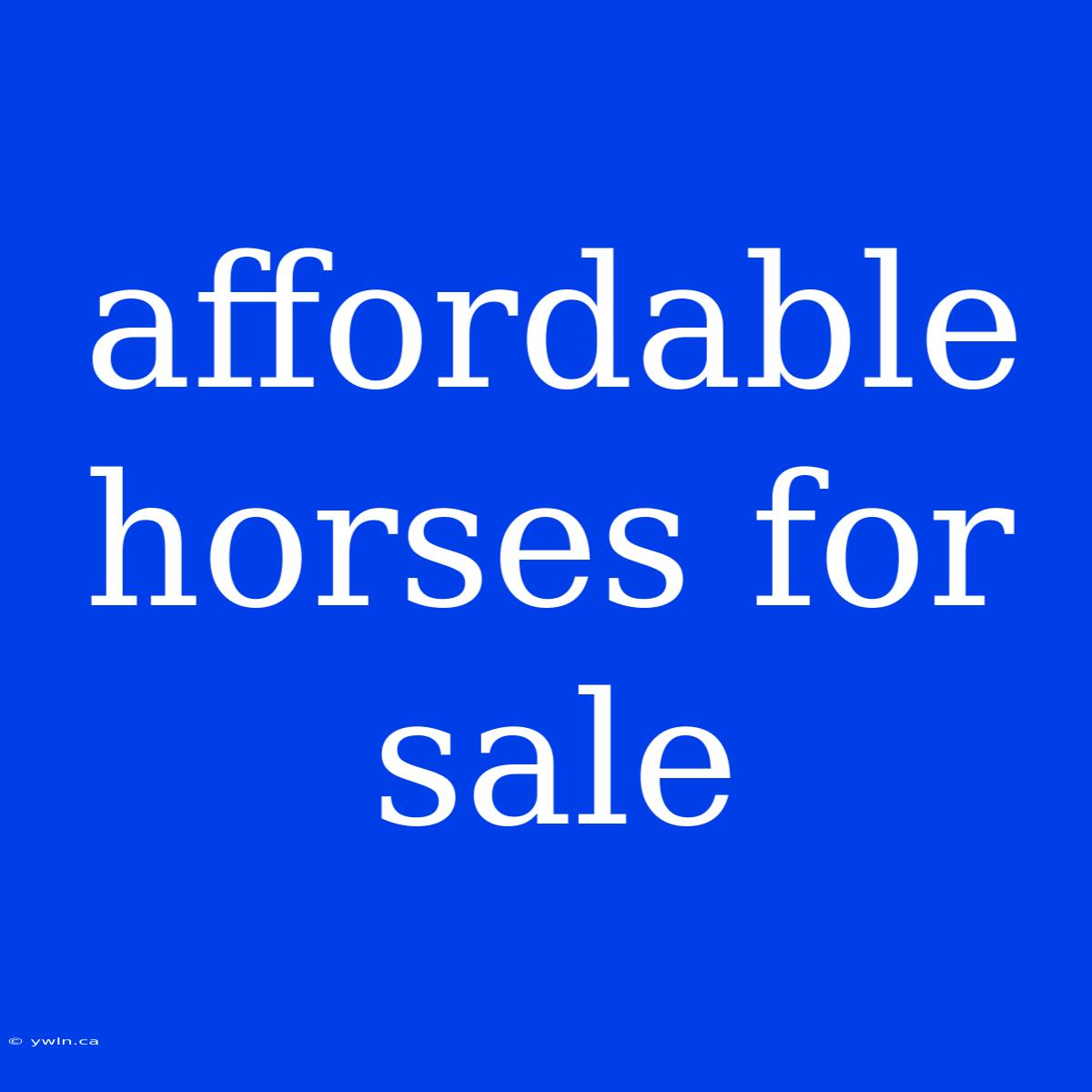 Affordable Horses For Sale