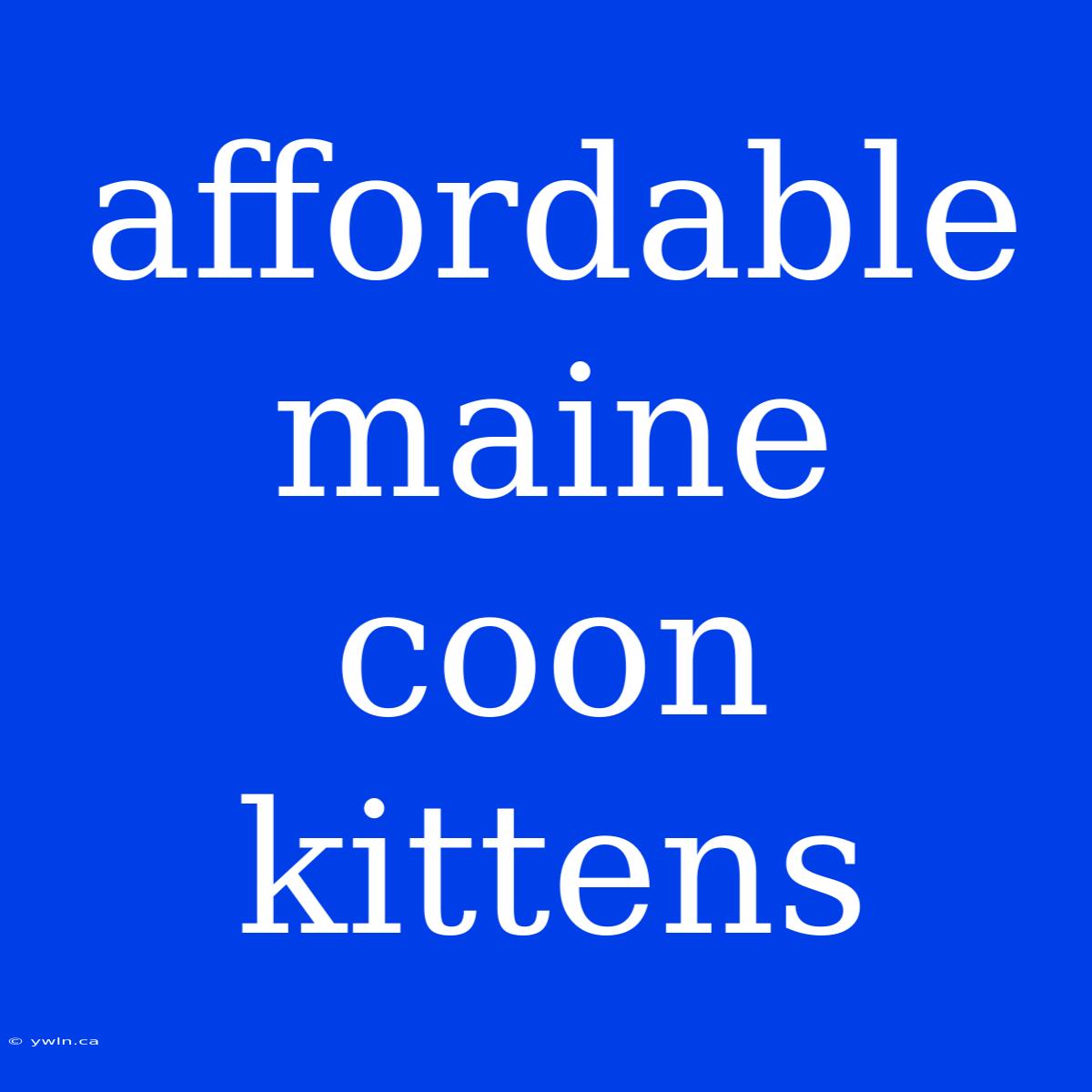 Affordable Maine Coon Kittens