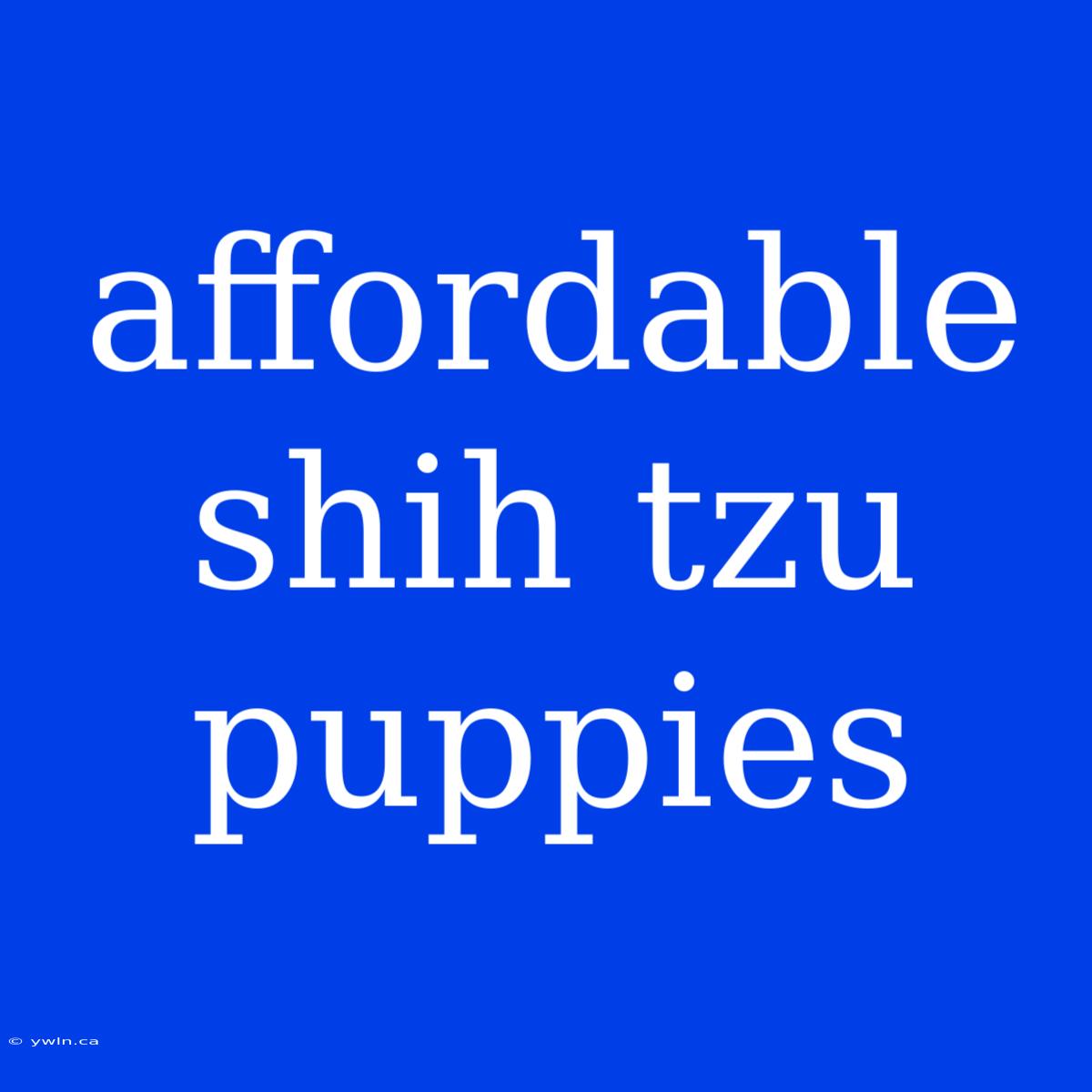 Affordable Shih Tzu Puppies