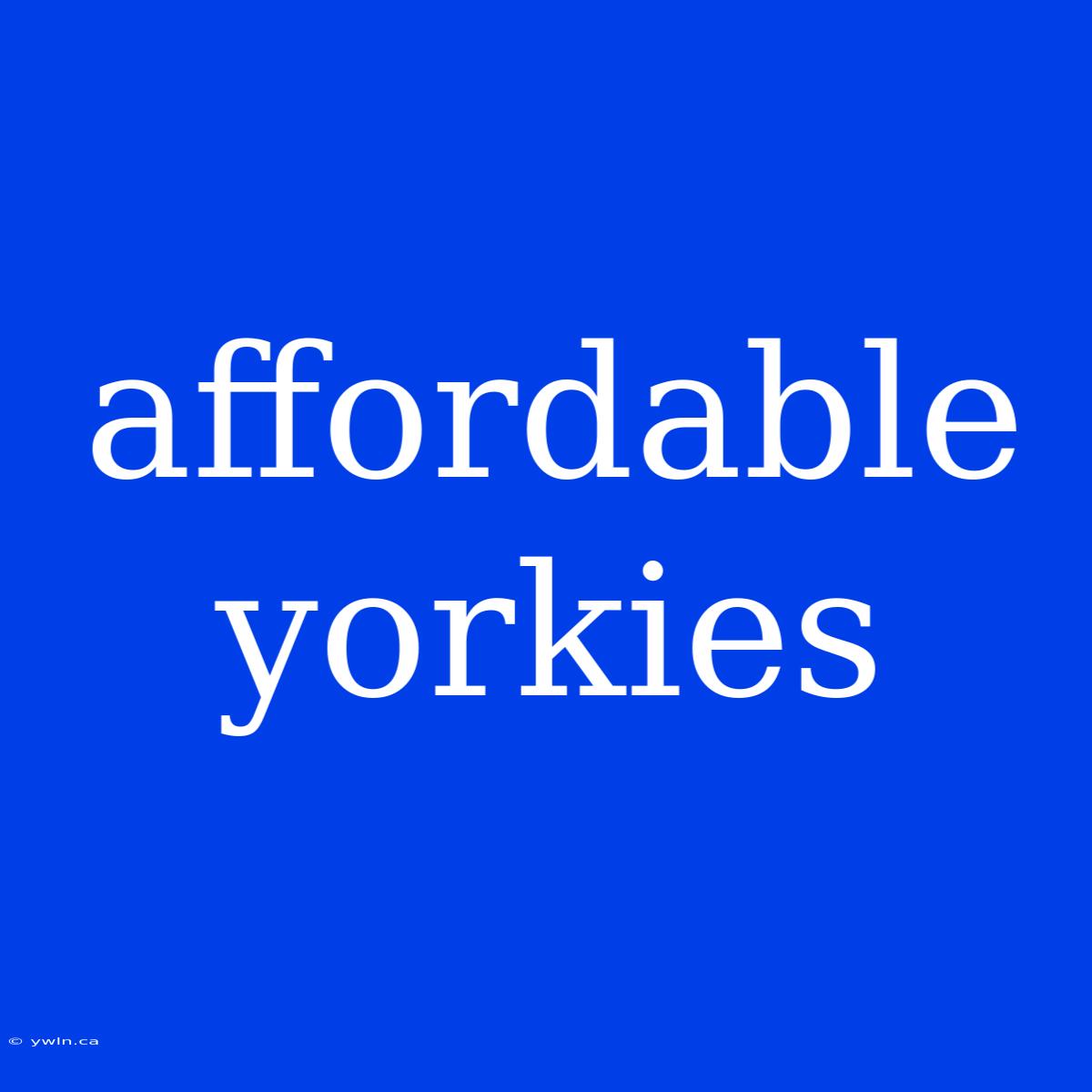 Affordable Yorkies