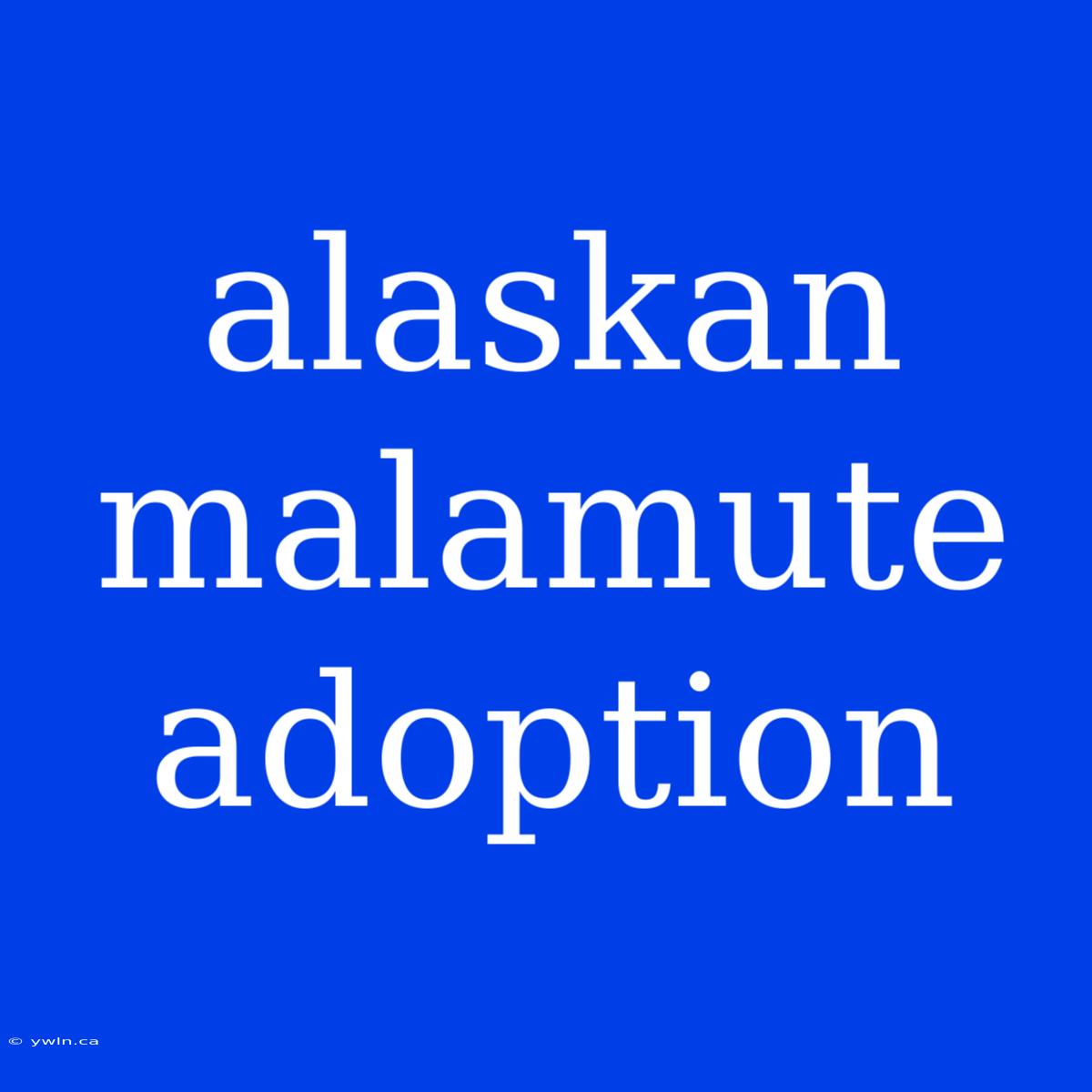 Alaskan Malamute Adoption