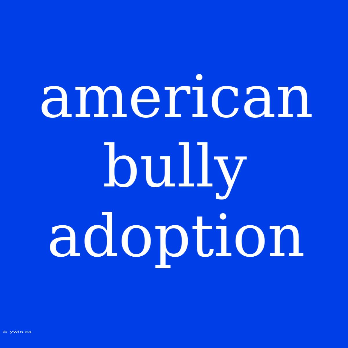 American Bully Adoption