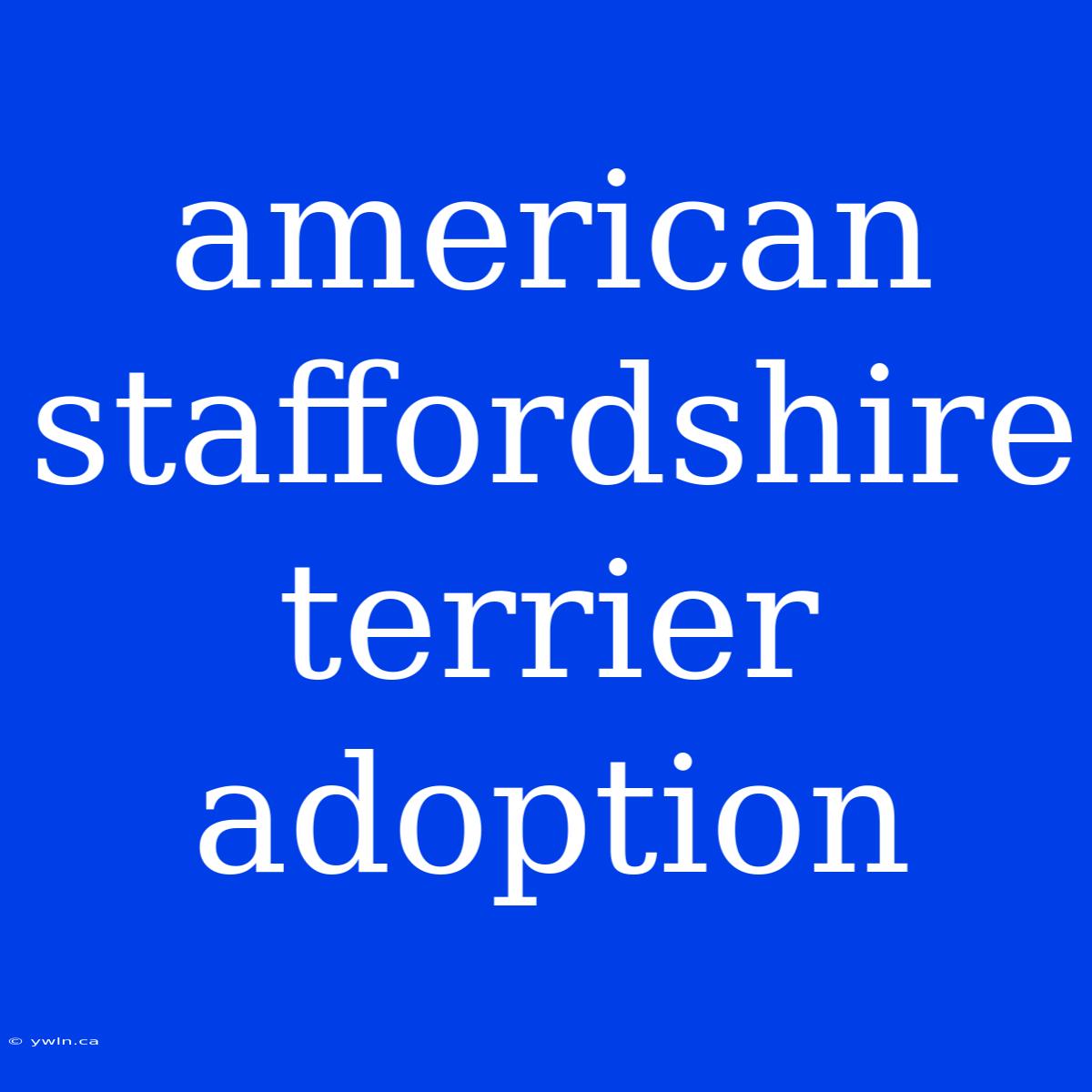 American Staffordshire Terrier Adoption