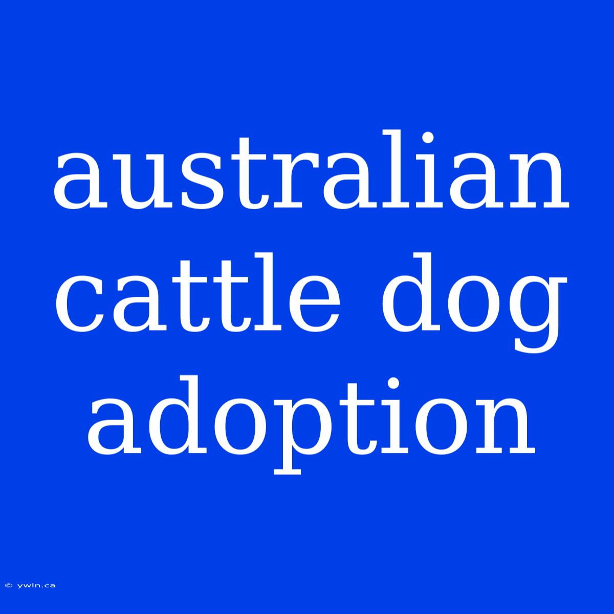 Australian Cattle Dog Adoption