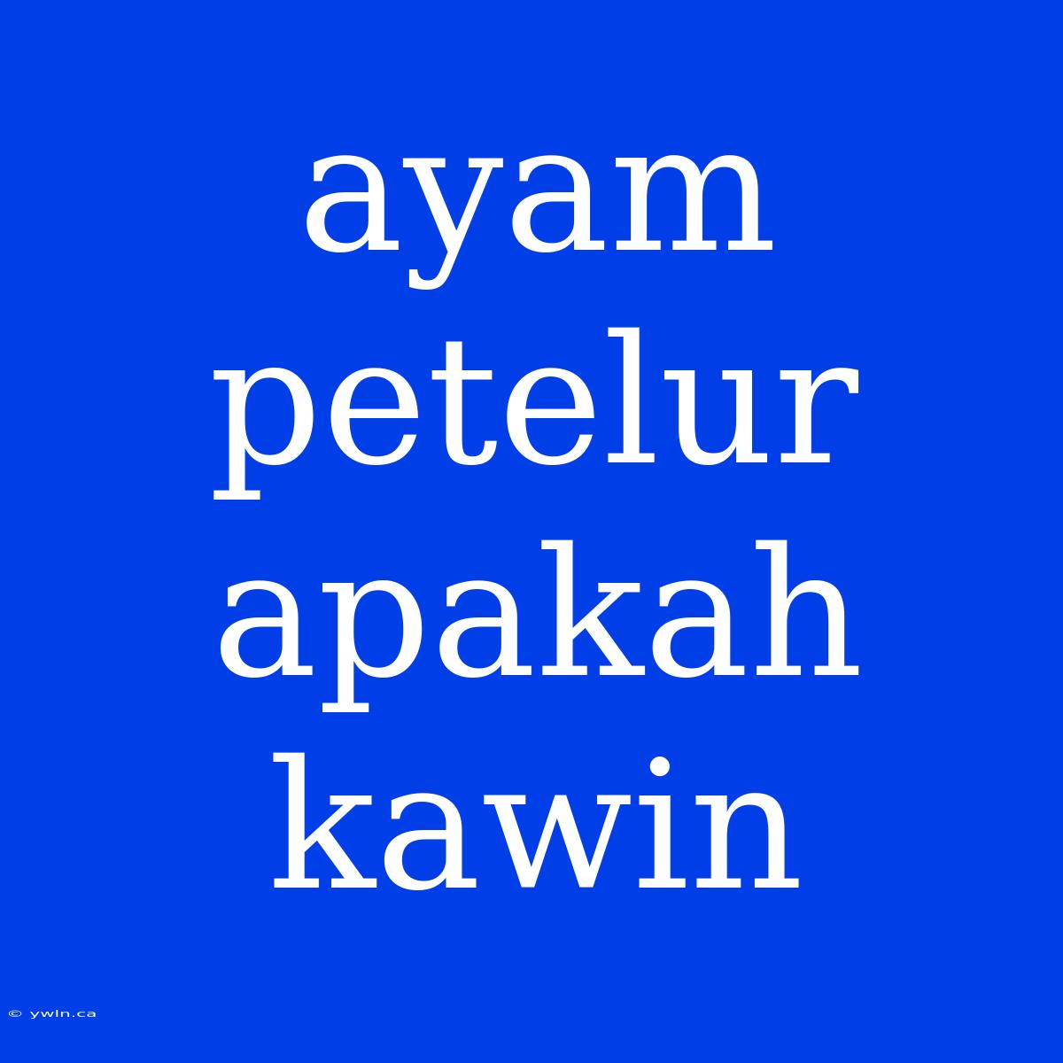 Ayam Petelur Apakah Kawin