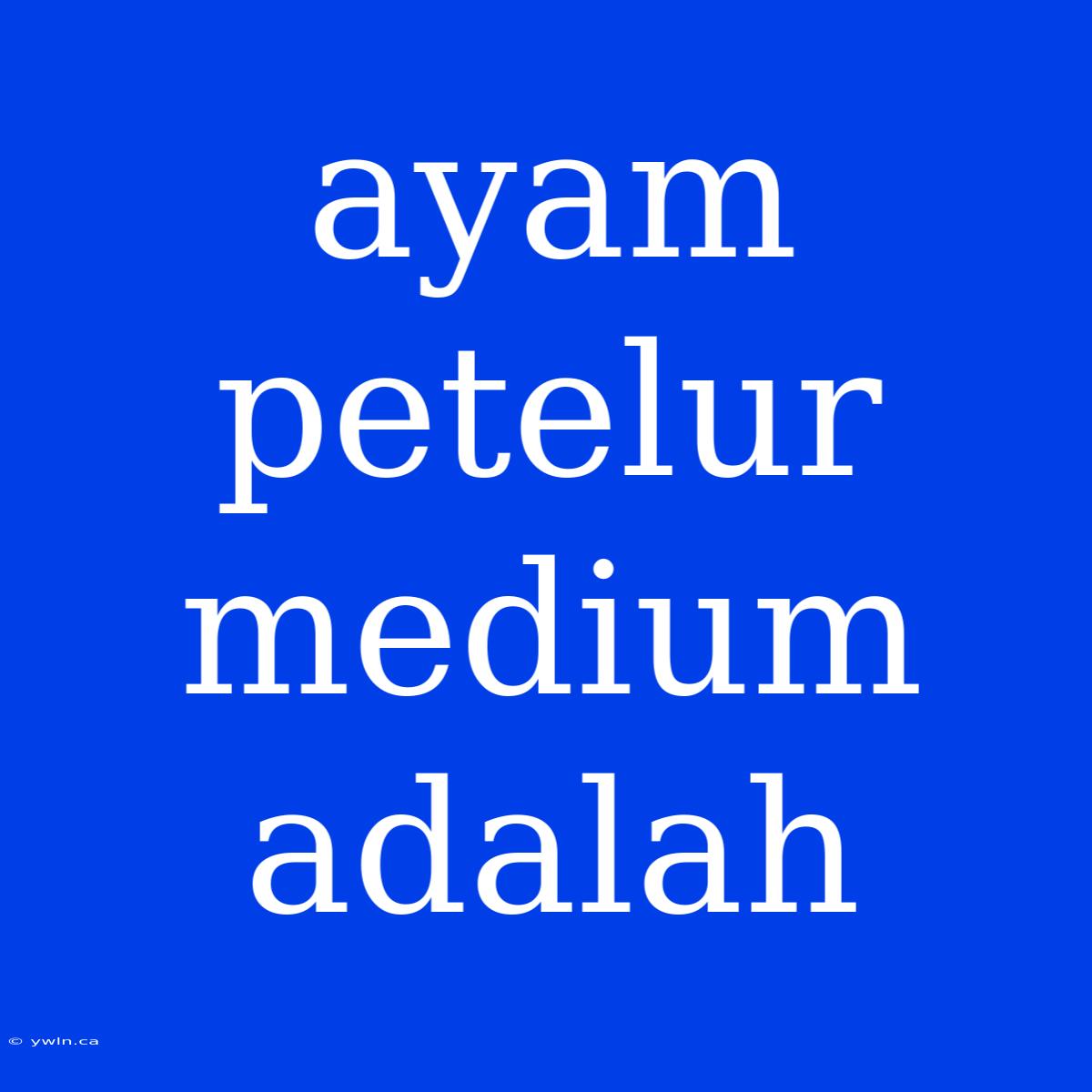 Ayam Petelur Medium Adalah