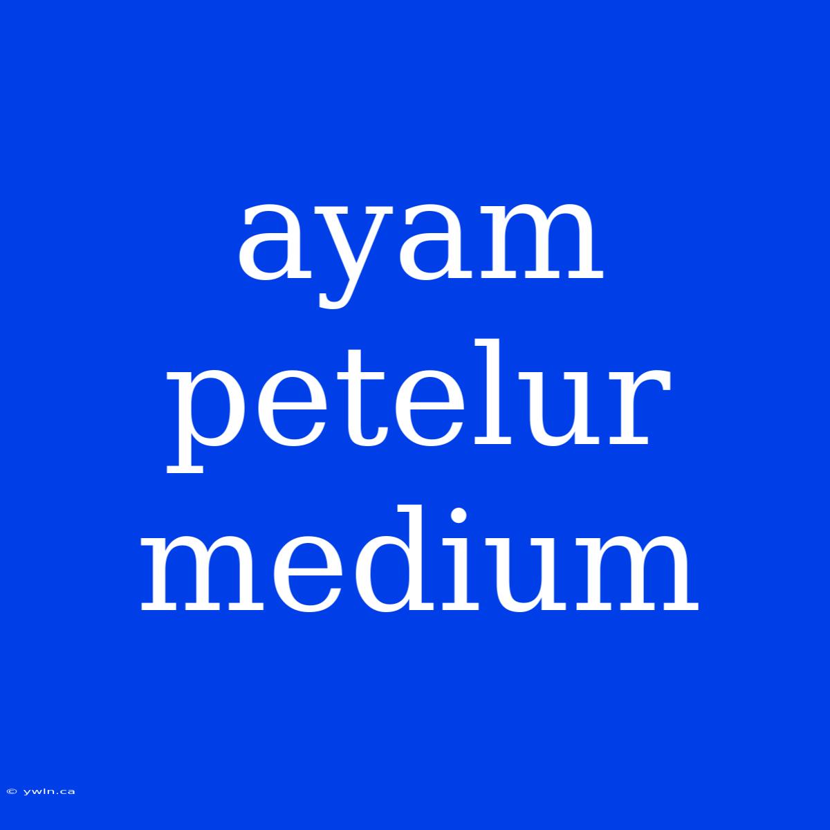 Ayam Petelur Medium