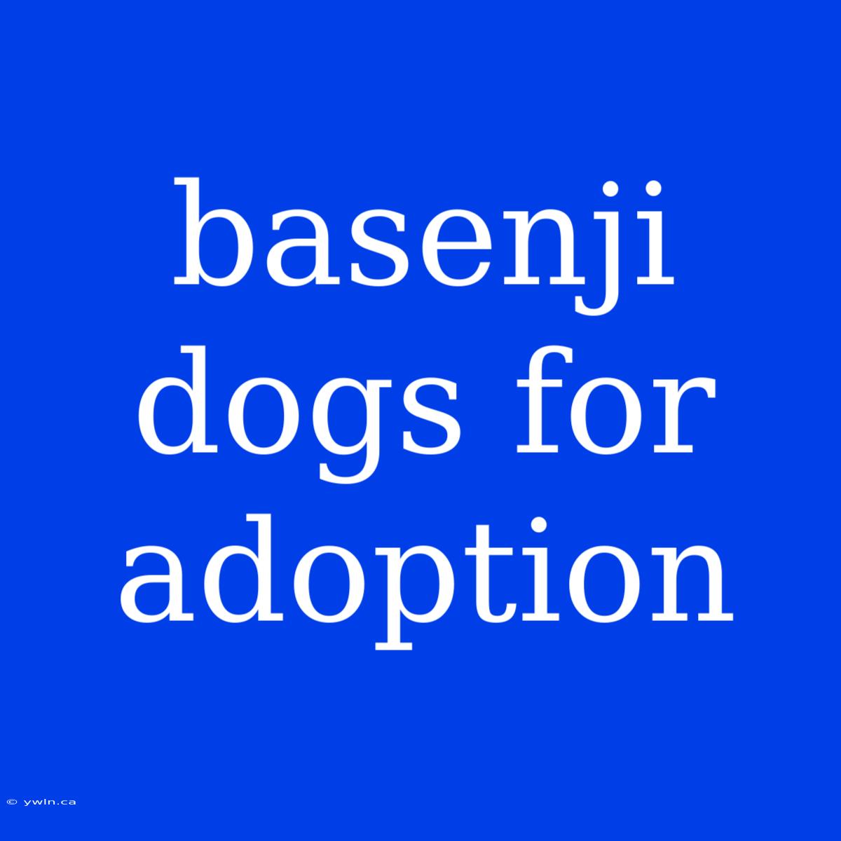 Basenji Dogs For Adoption