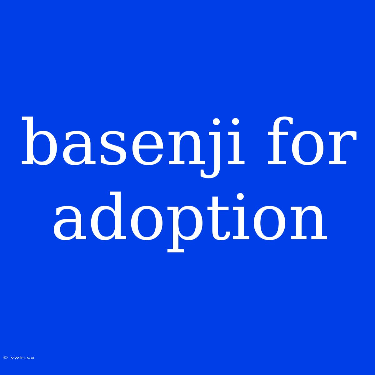 Basenji For Adoption