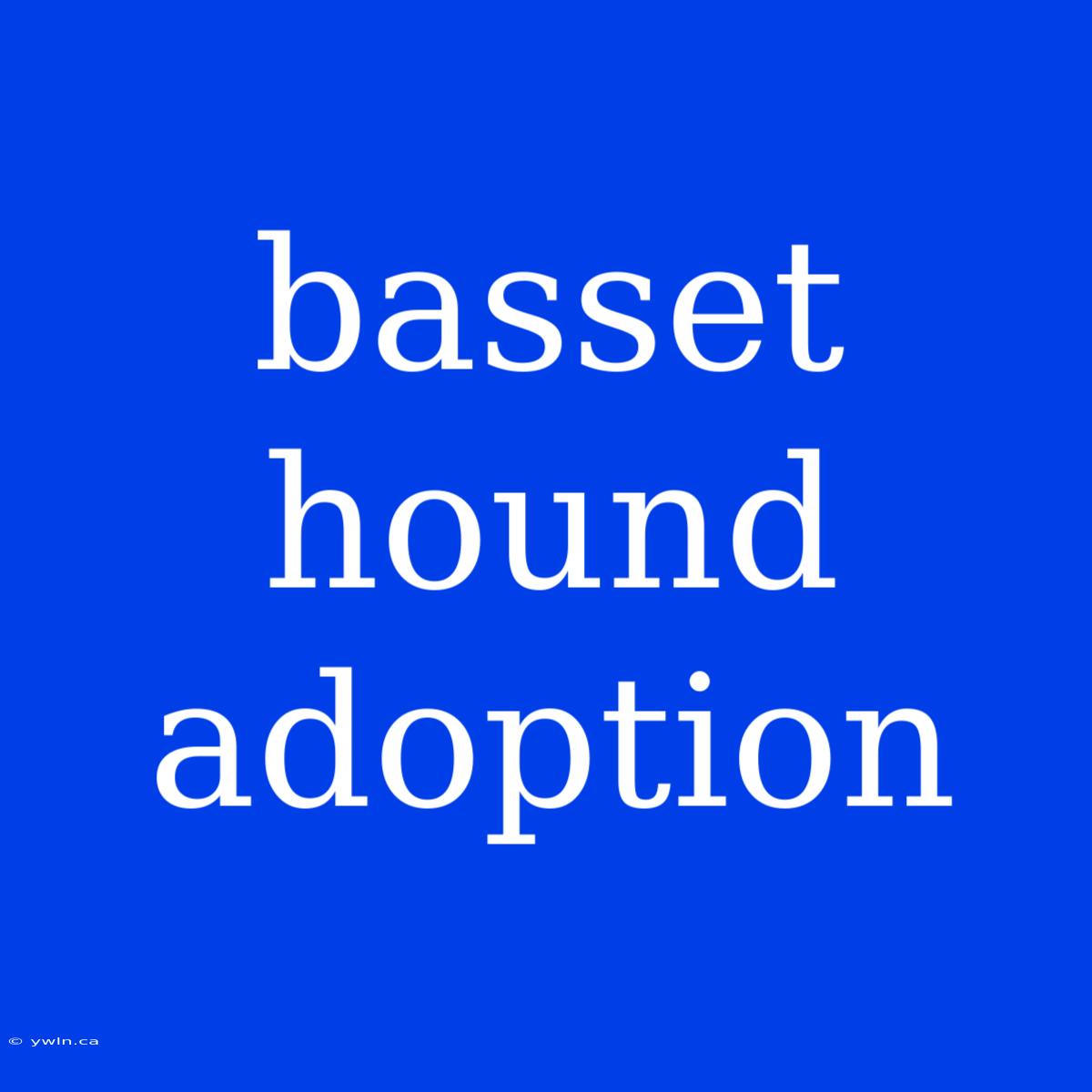 Basset Hound Adoption