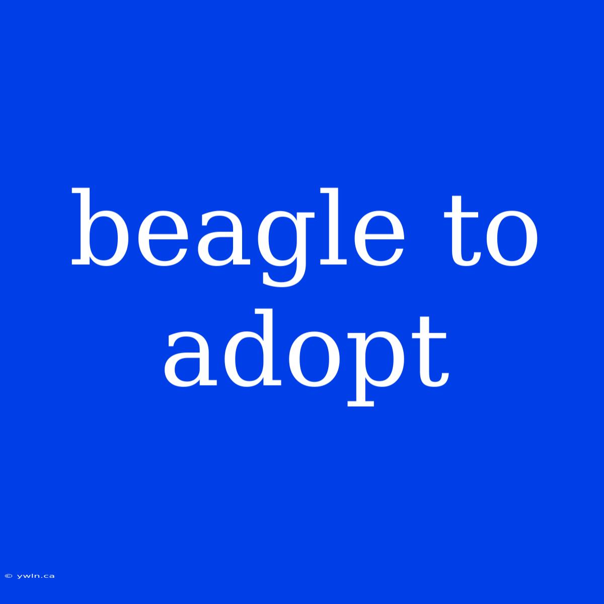 Beagle To Adopt