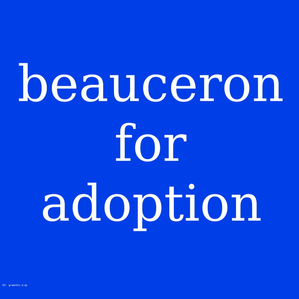 Beauceron For Adoption