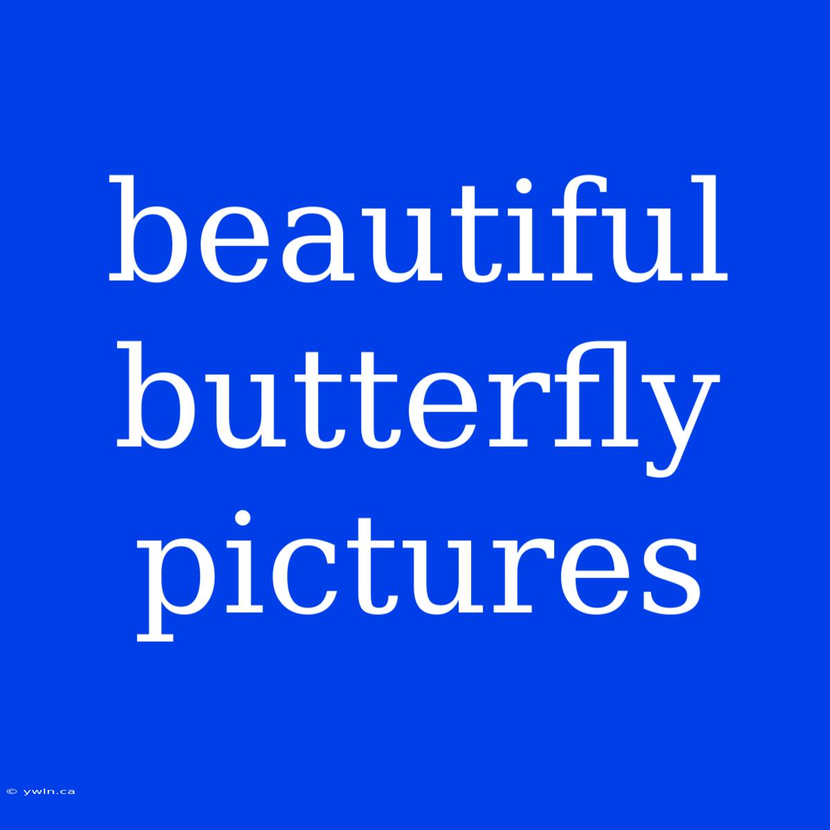 Beautiful Butterfly Pictures