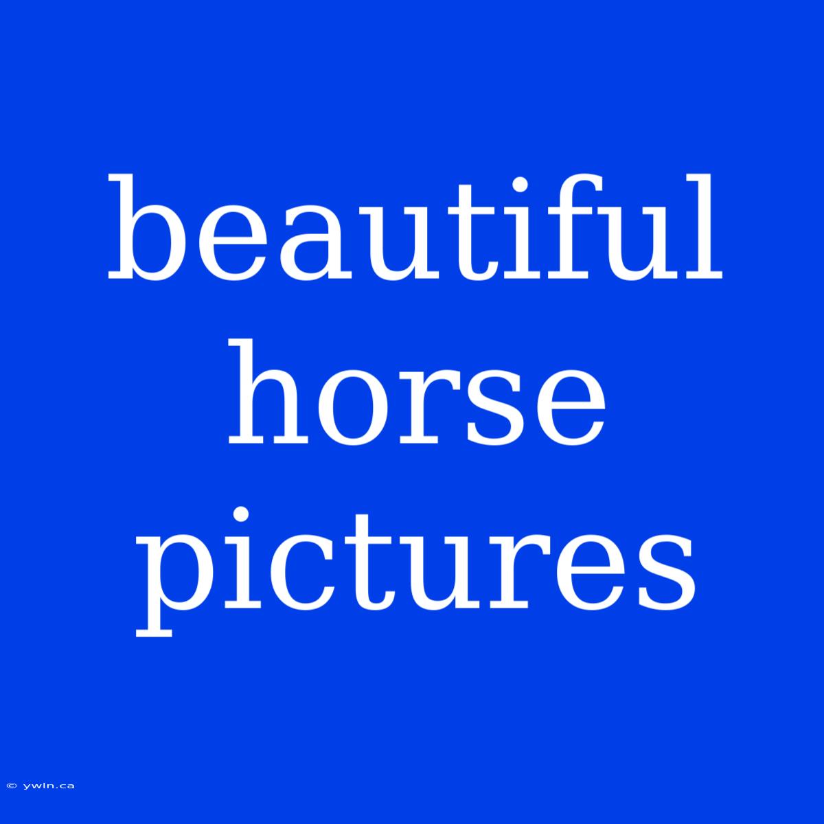 Beautiful Horse Pictures