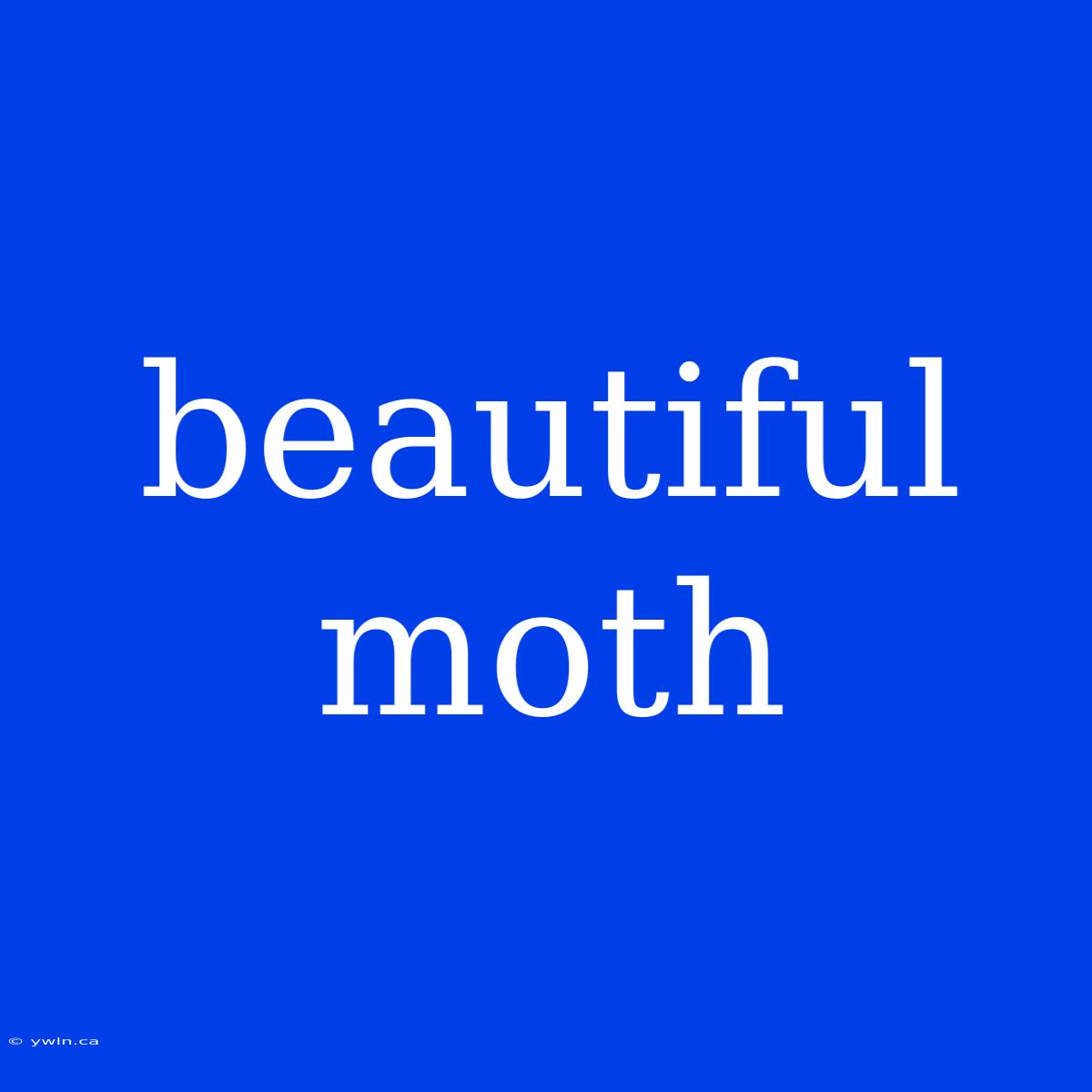 Beautiful Moth