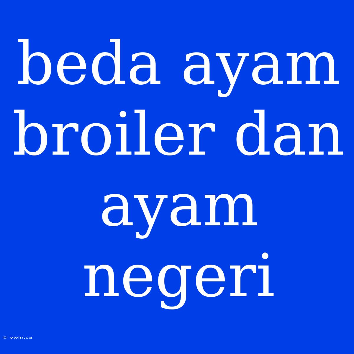 Beda Ayam Broiler Dan Ayam Negeri