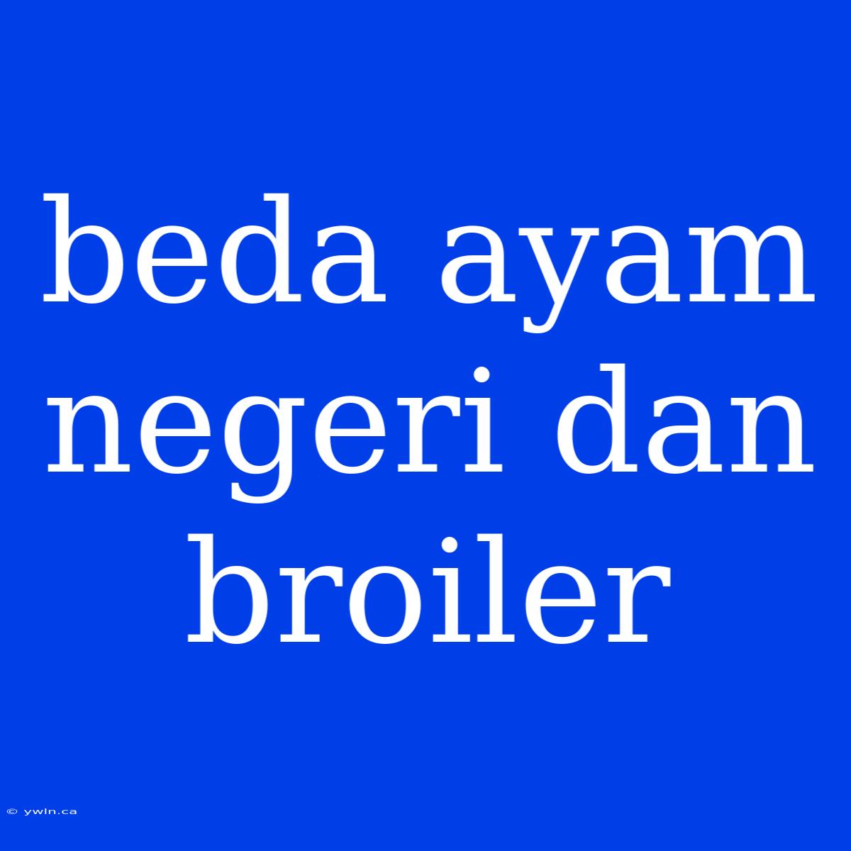 Beda Ayam Negeri Dan Broiler