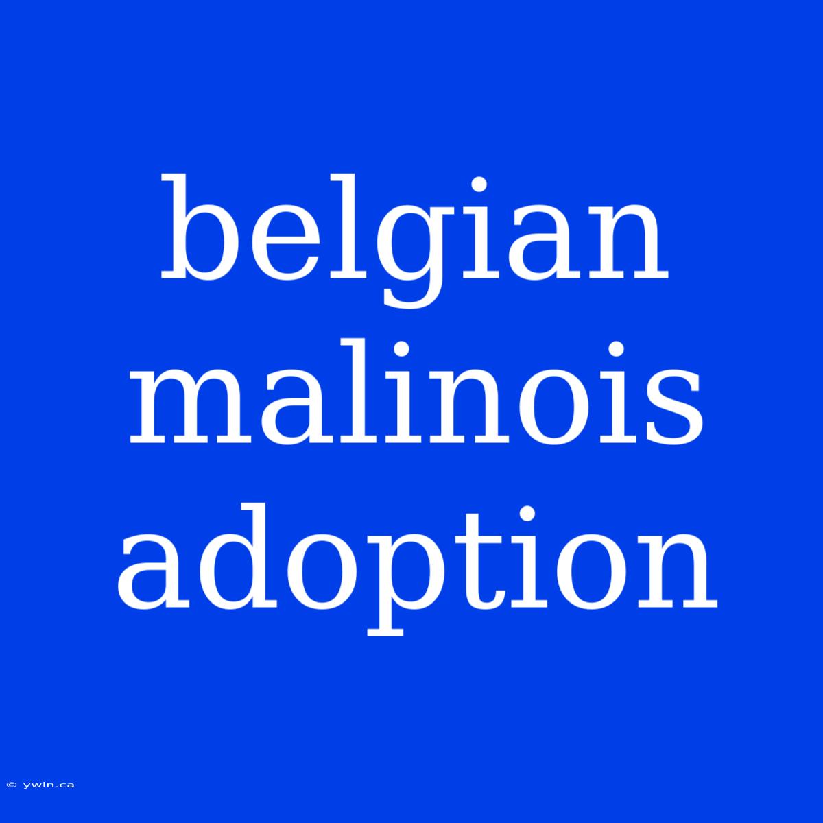 Belgian Malinois Adoption