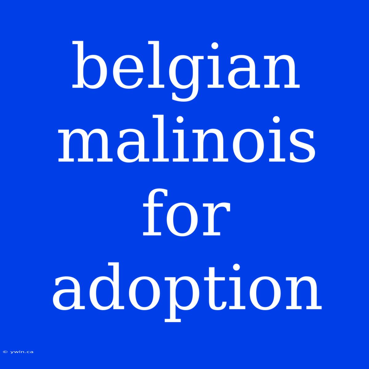 Belgian Malinois For Adoption