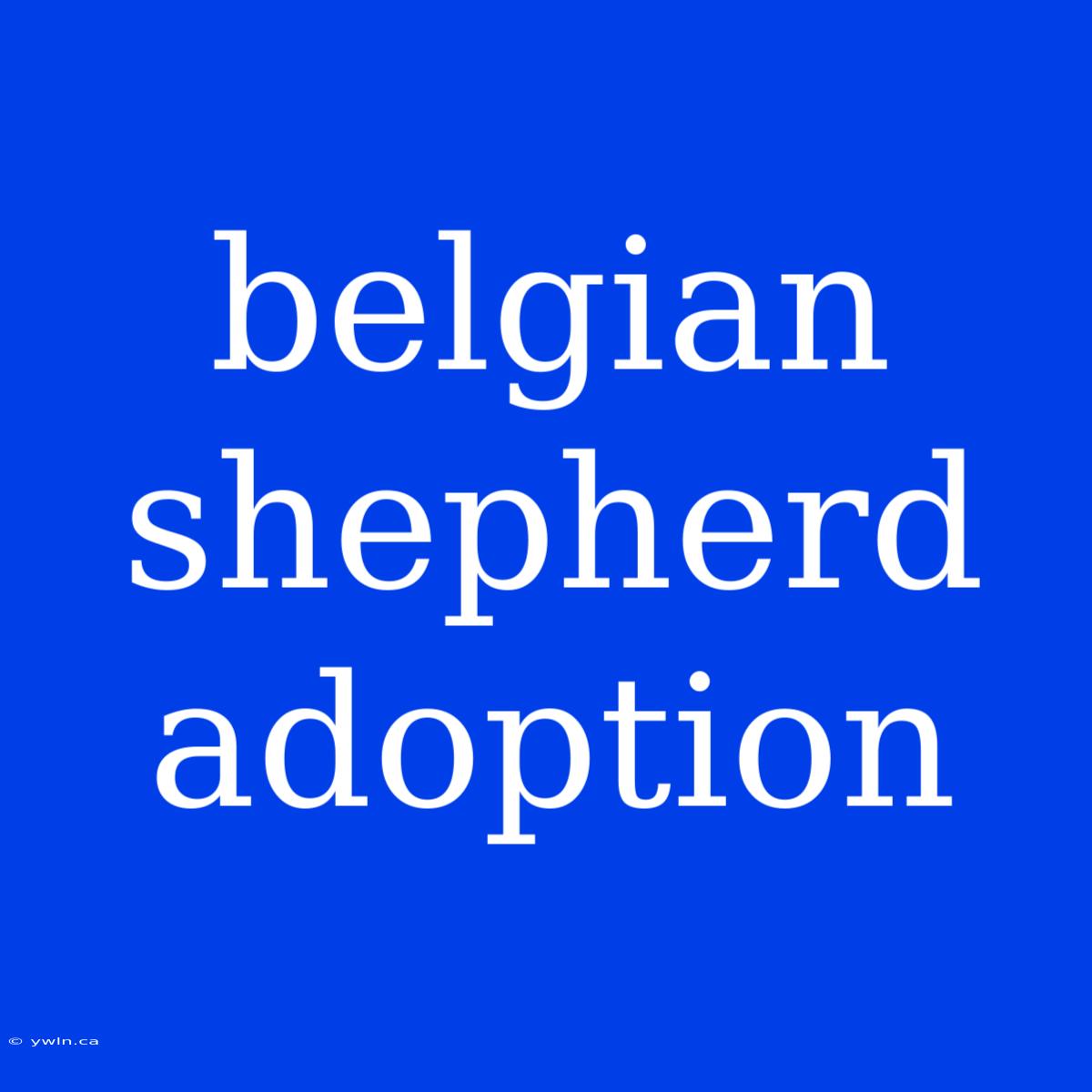 Belgian Shepherd Adoption