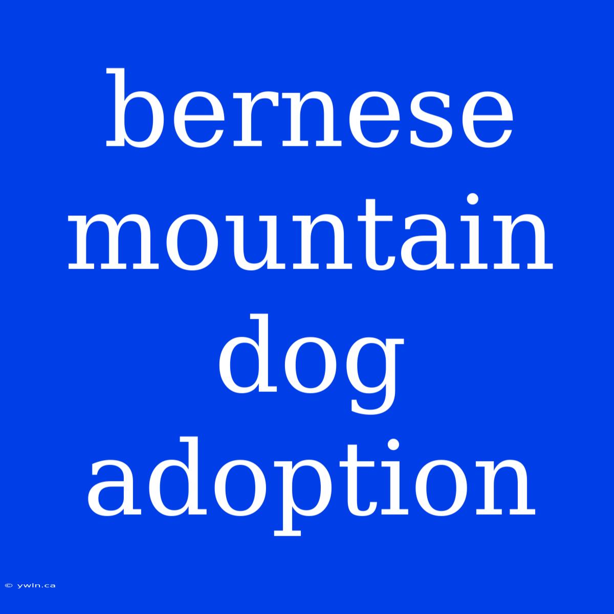 Bernese Mountain Dog Adoption