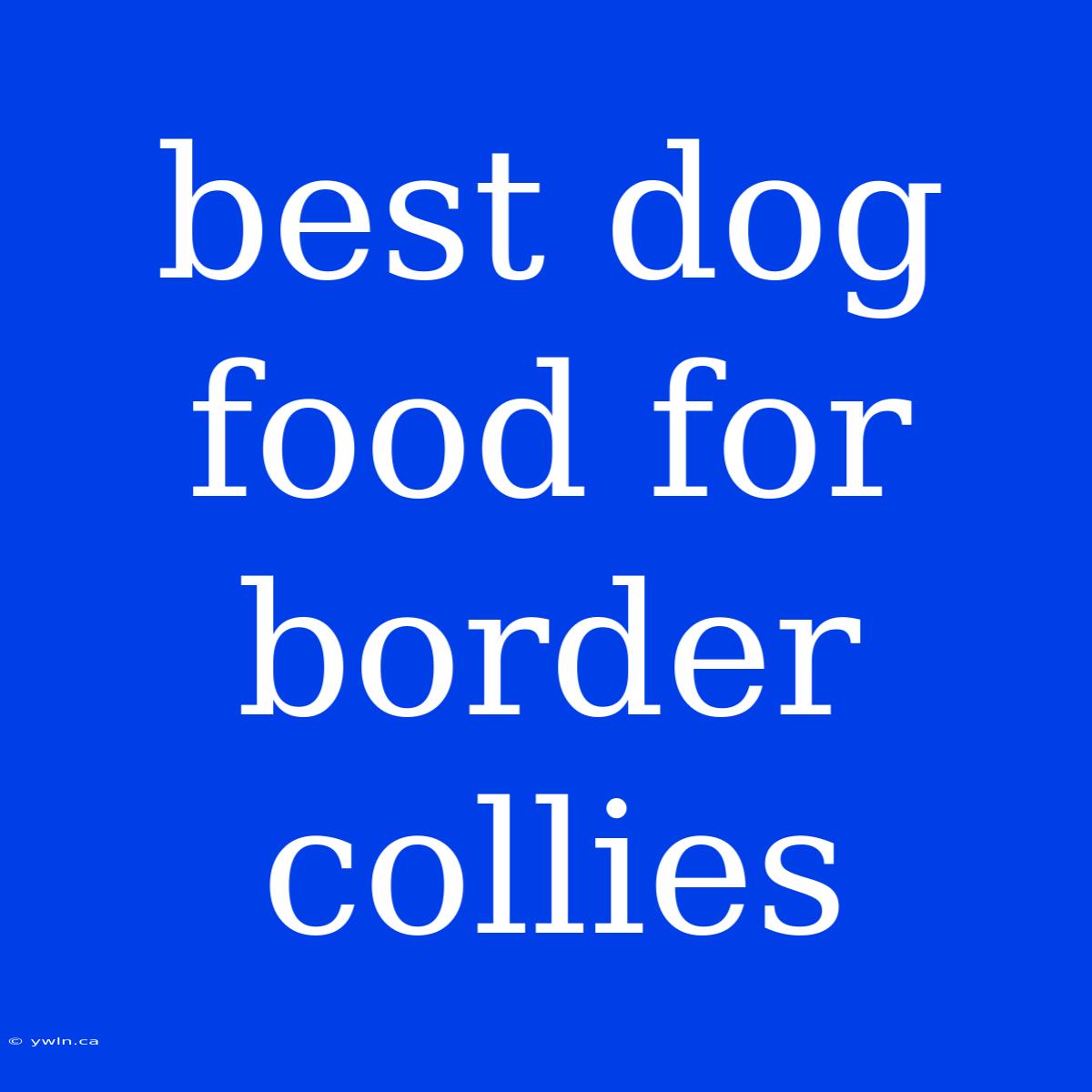 Best Dog Food For Border Collies