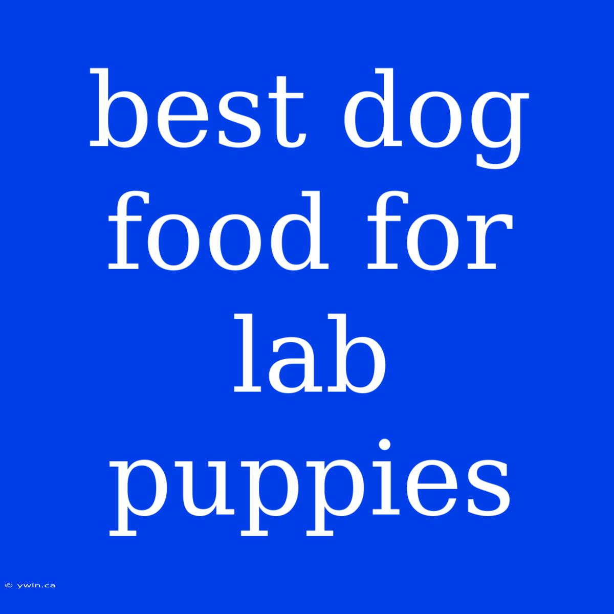 Best Dog Food For Lab Puppies