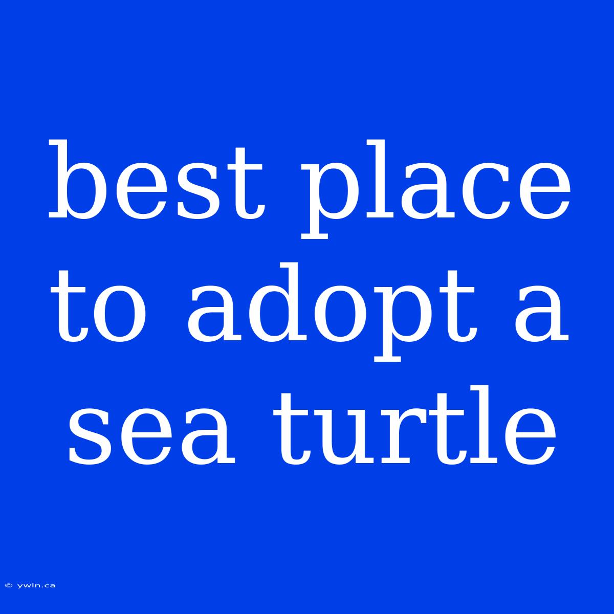 Best Place To Adopt A Sea Turtle