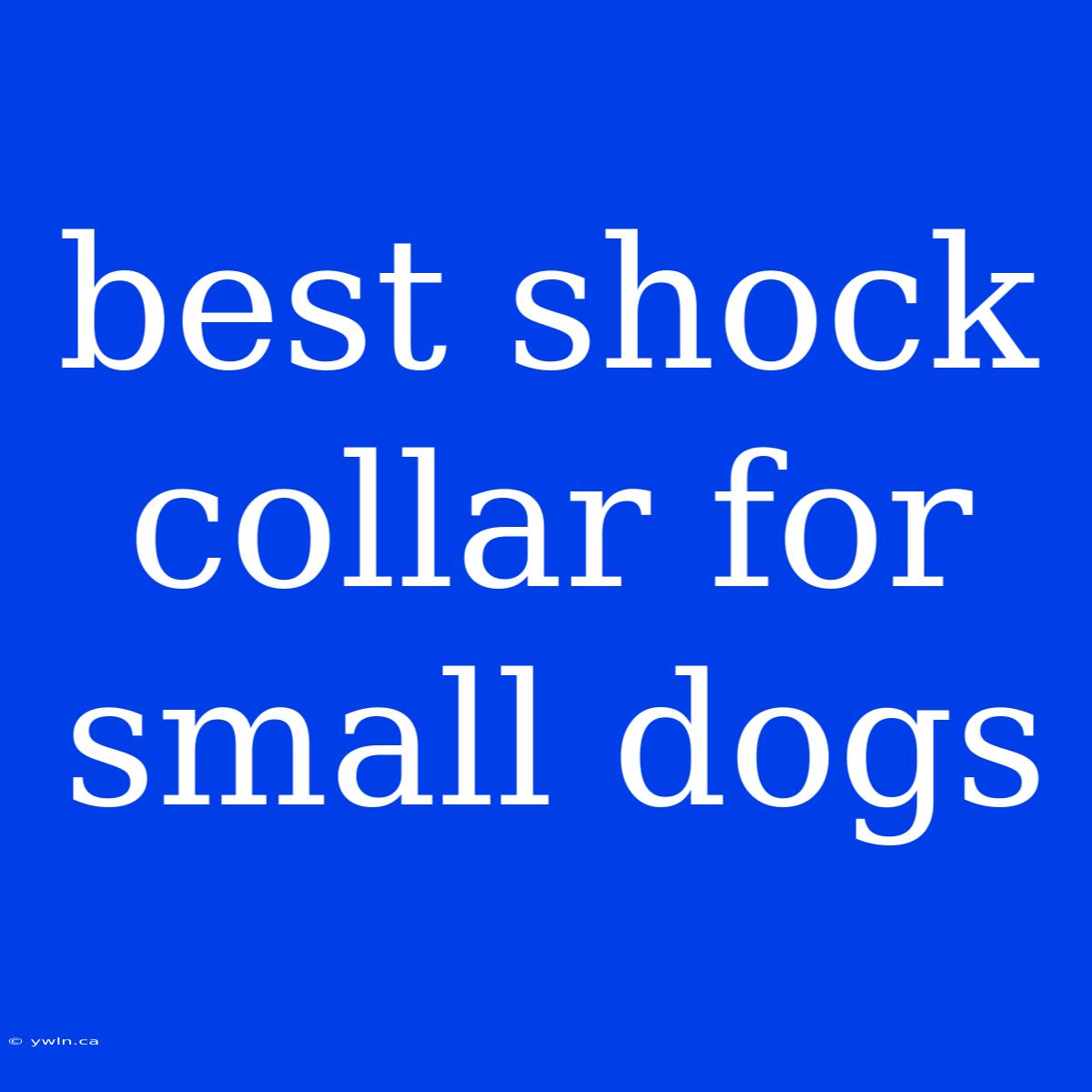 Best Shock Collar For Small Dogs