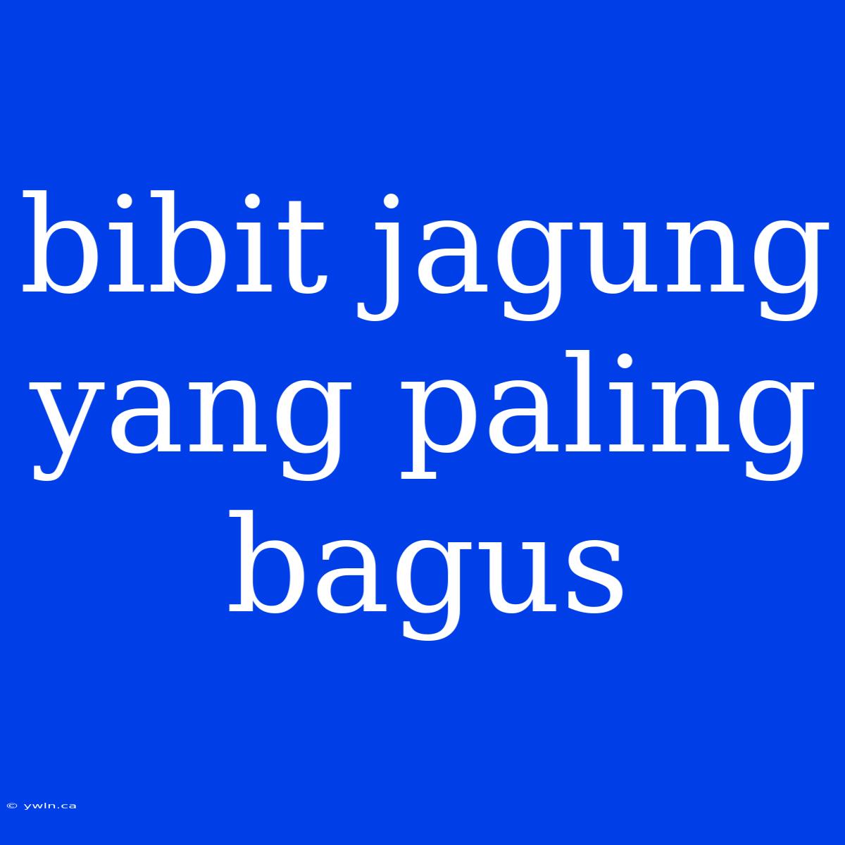 Bibit Jagung Yang Paling Bagus