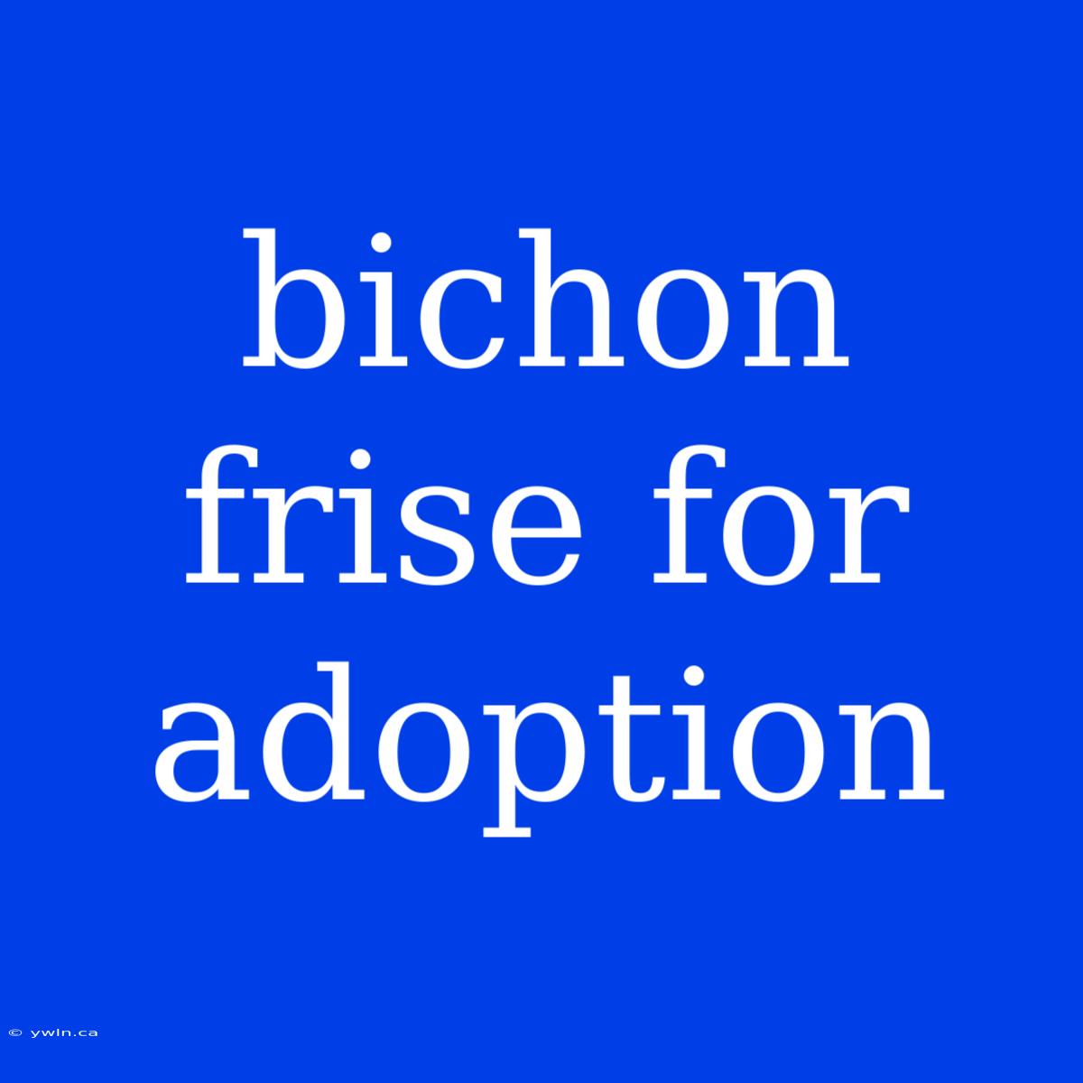 Bichon Frise For Adoption