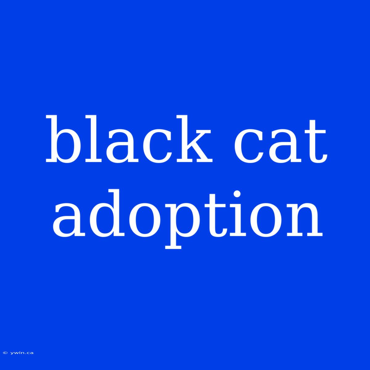 Black Cat Adoption