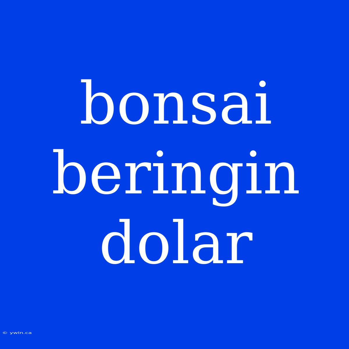 Bonsai Beringin Dolar