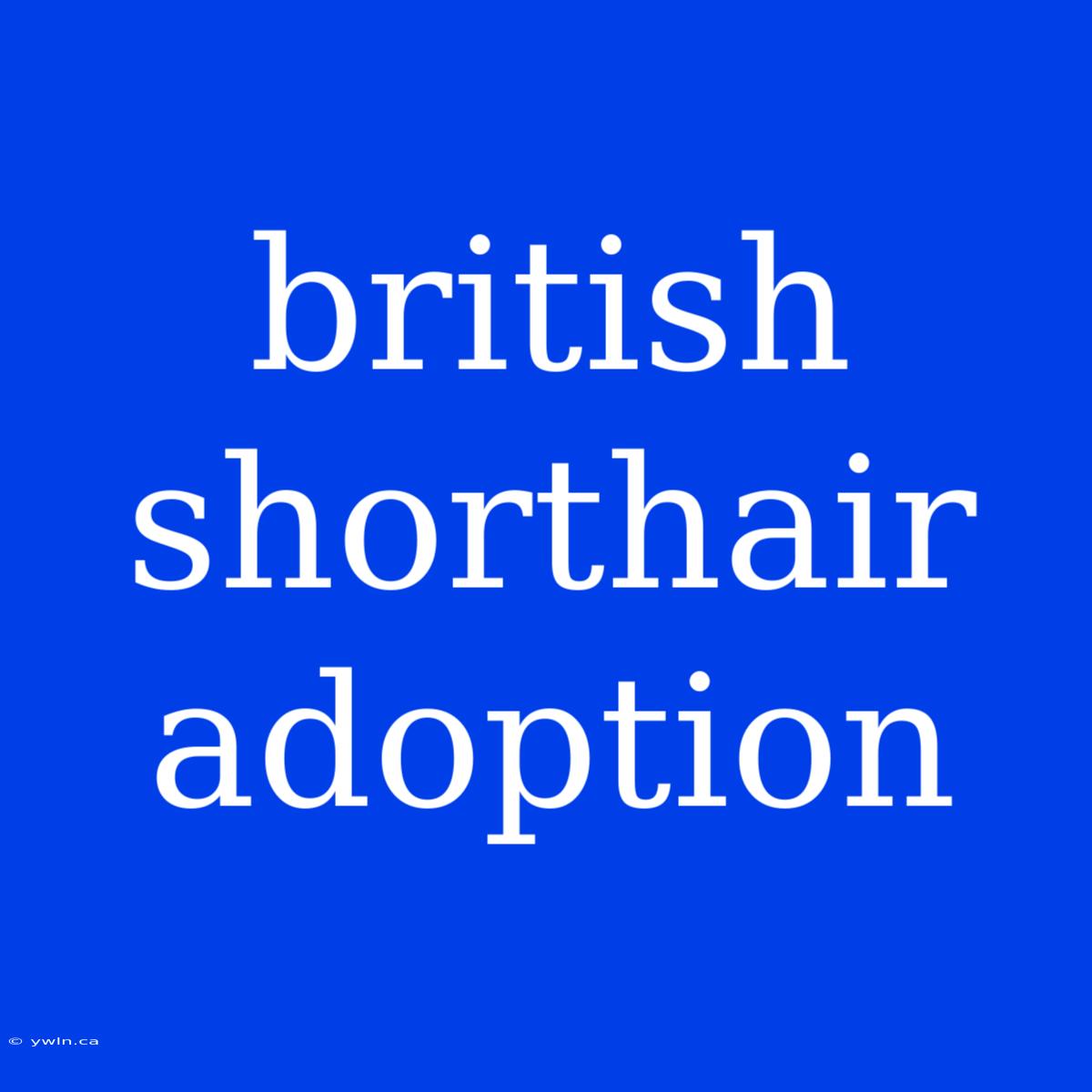 British Shorthair Adoption