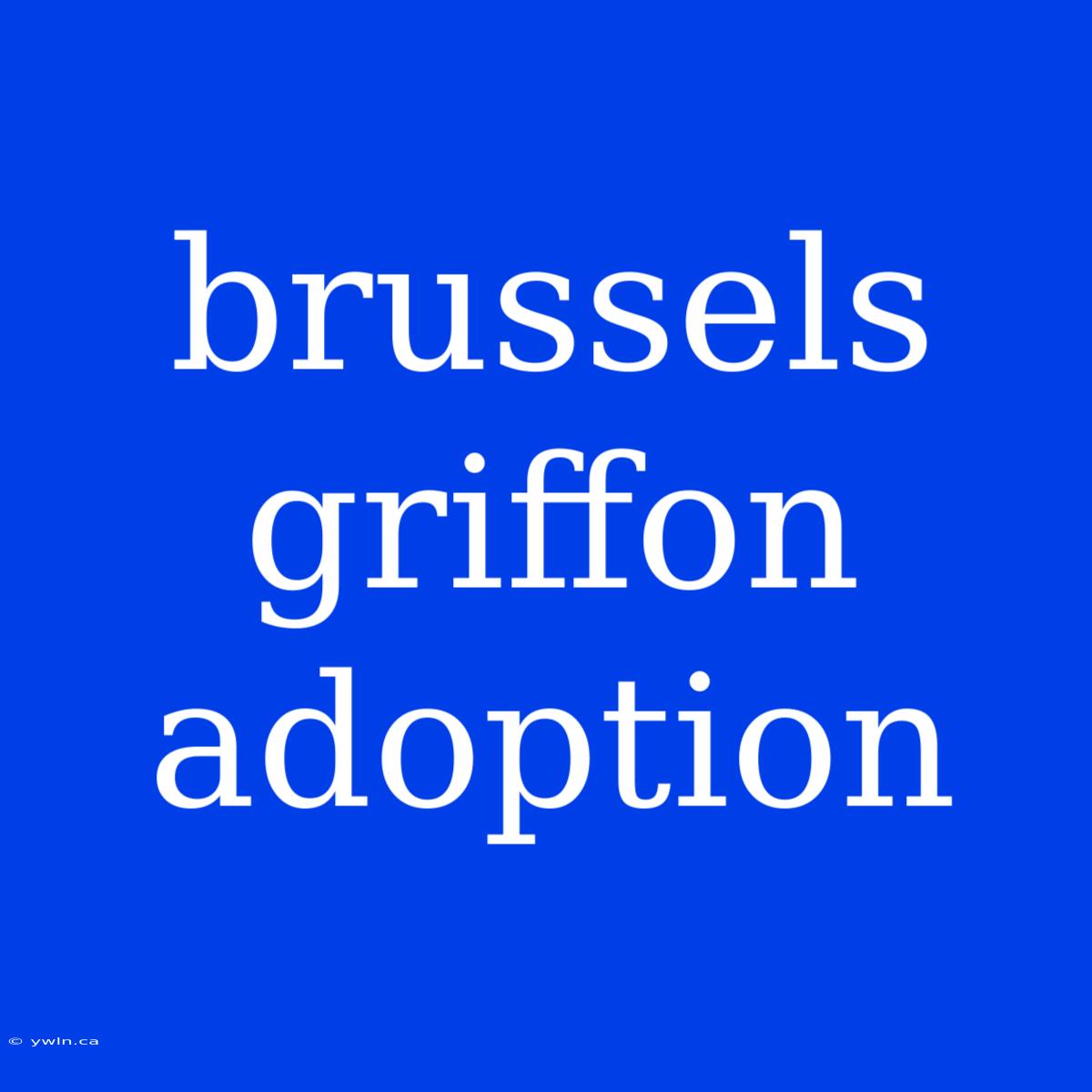 Brussels Griffon Adoption