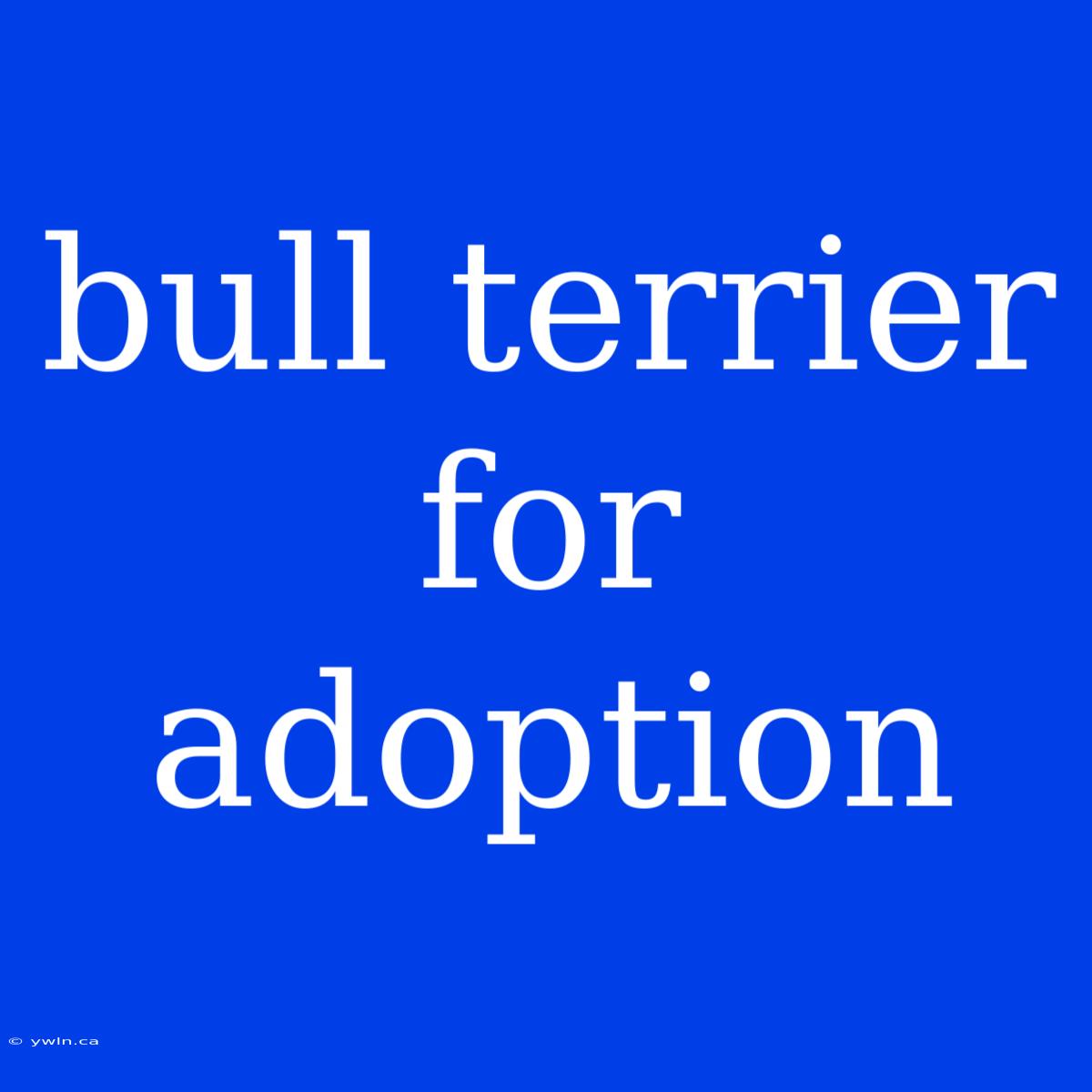 Bull Terrier For Adoption