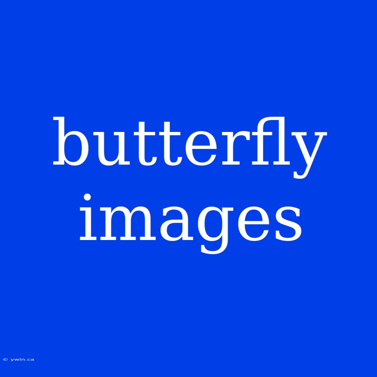 Butterfly Images