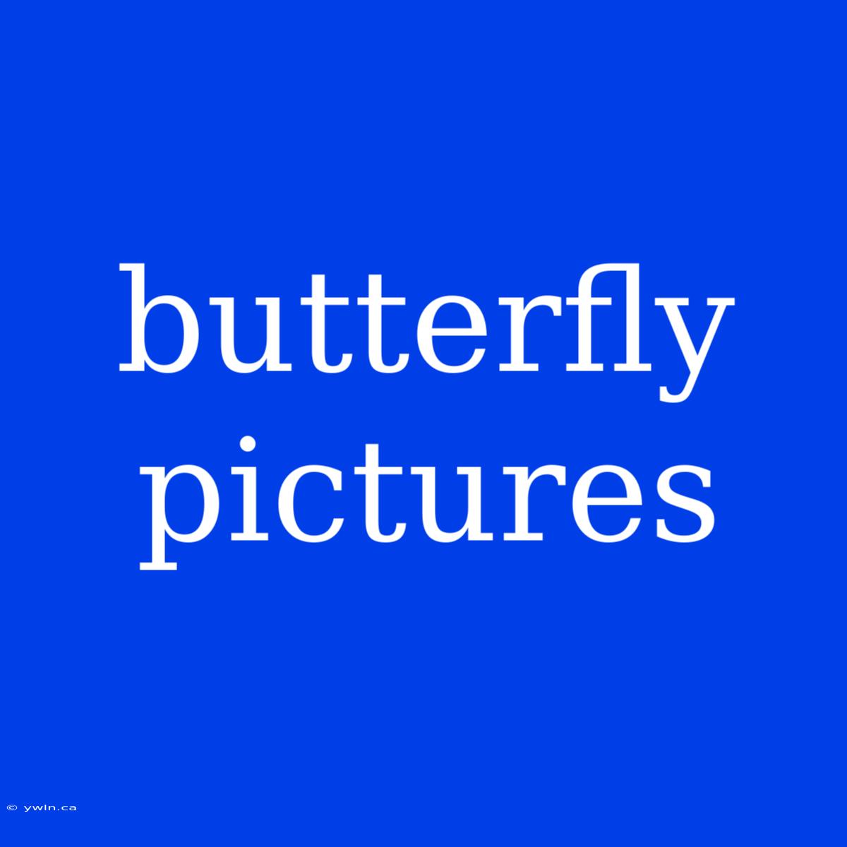 Butterfly Pictures