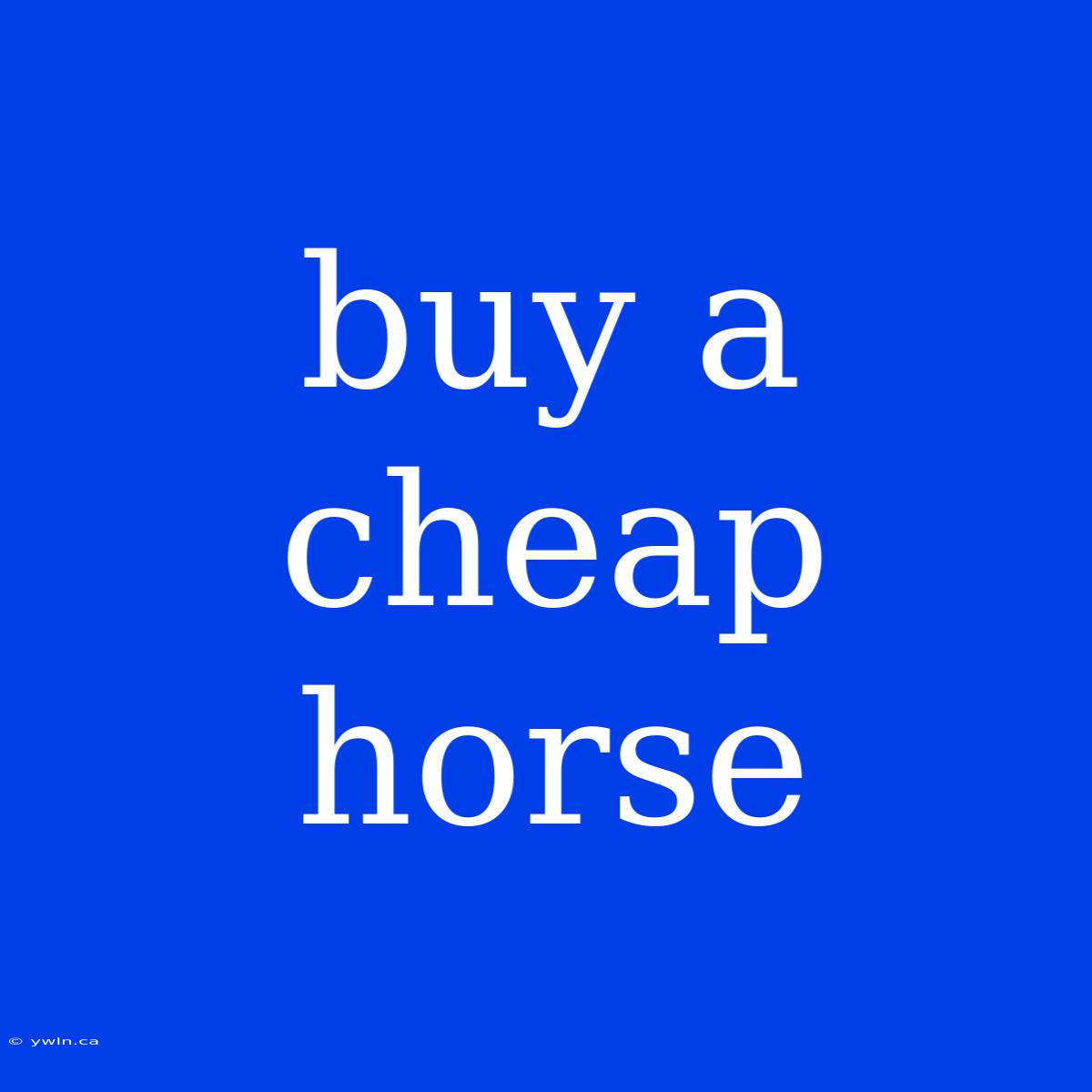 Buy A Cheap Horse