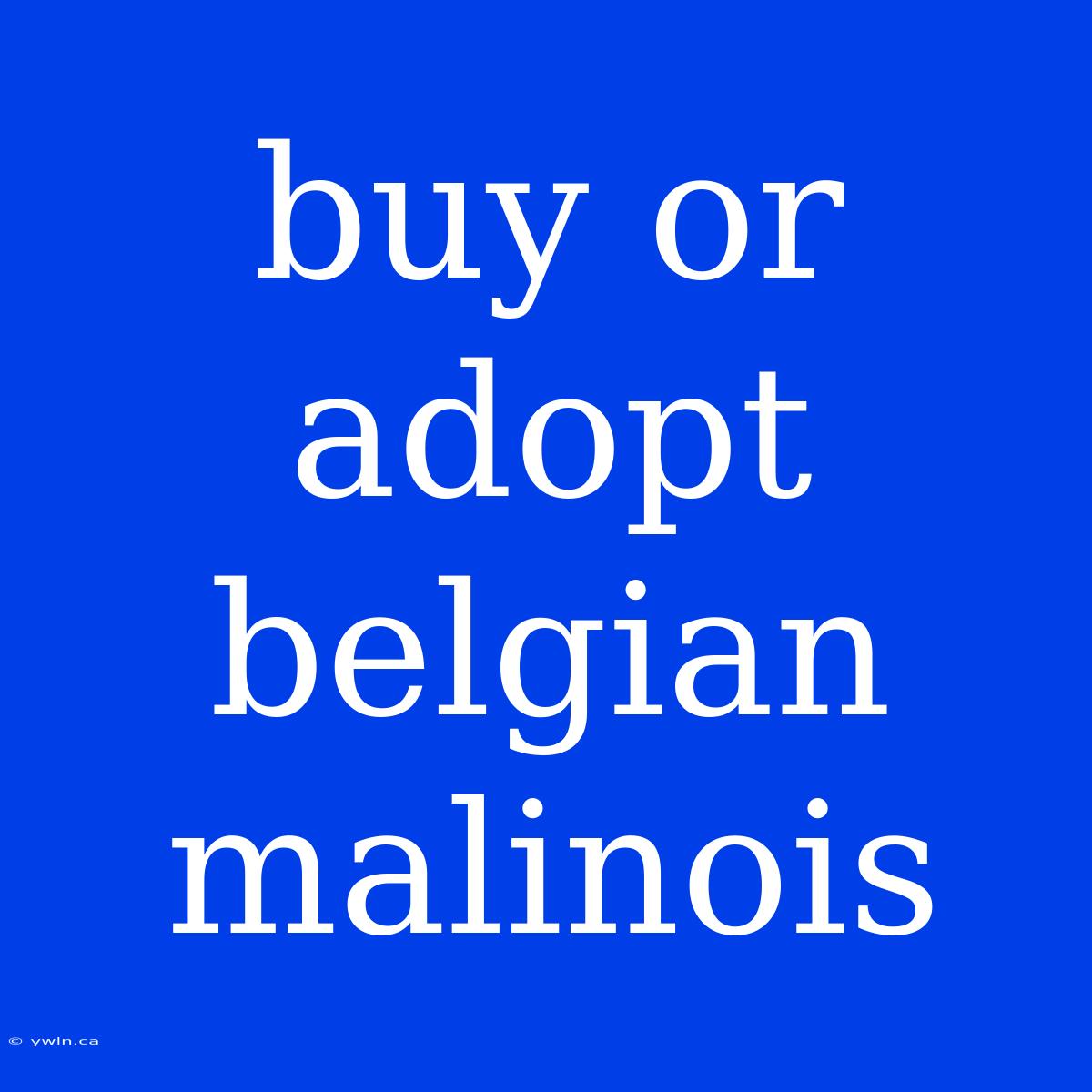 Buy Or Adopt Belgian Malinois